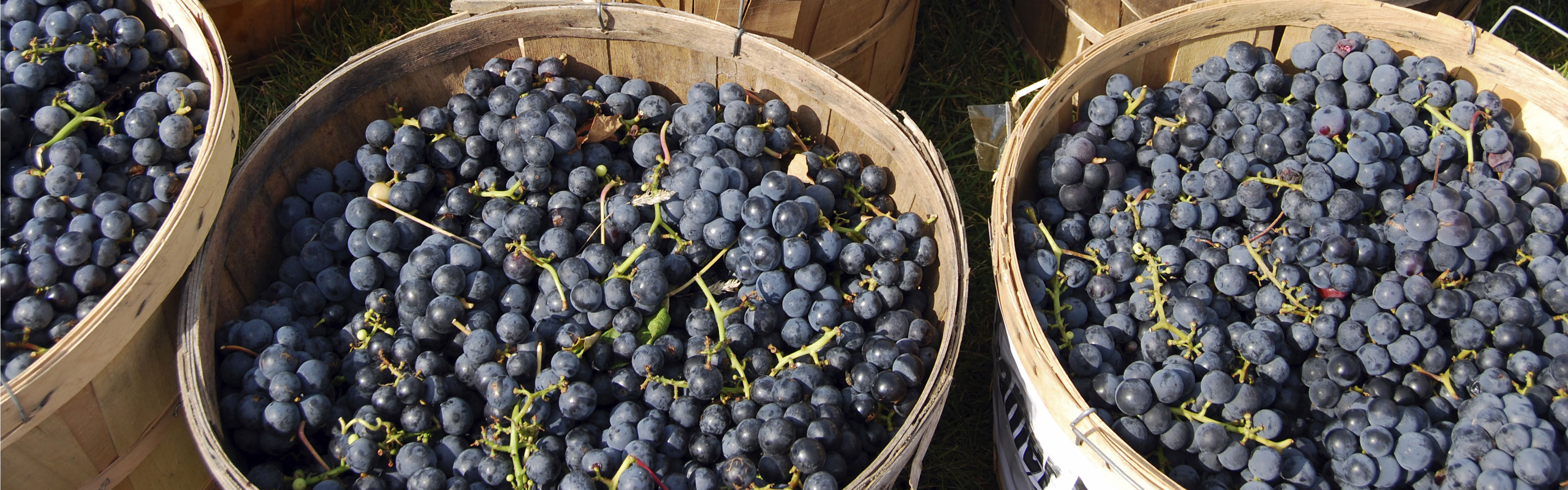 spx-sovellus viinin ja mehun käsittely d