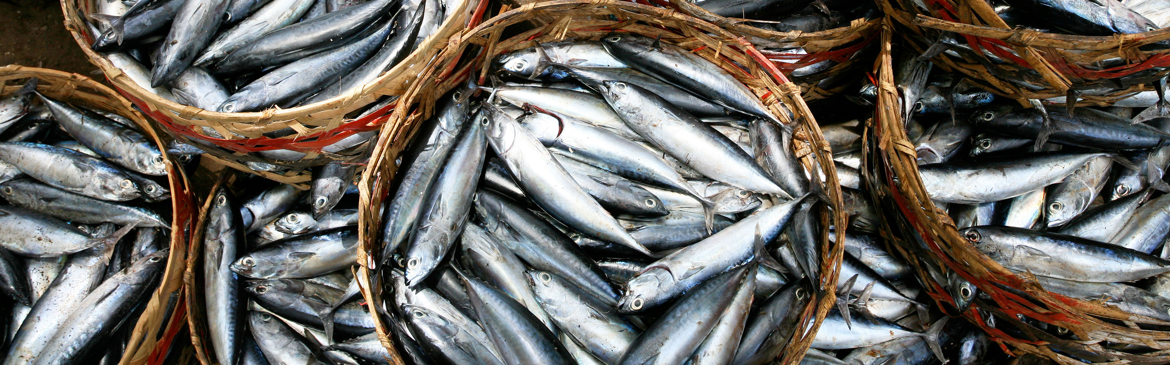 aplicação spx pesca d