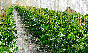 csm seepex casestudy teaser vihreät tomaatit